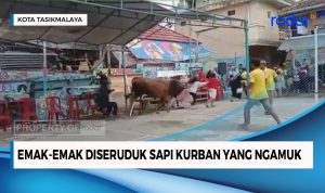 Emak-emak Diseruduk Sapi Kurban