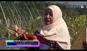 Di Cianjur, Ada Jagung Pelangi Hasil Persilangan