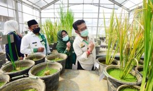 Uu Ruzhanul Dampingi Menteri Pertanian dalam Kunker di Jabar