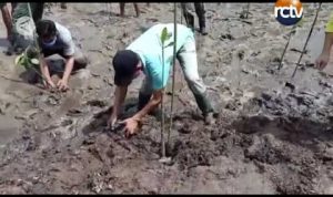 Padat Karya Penanaman Mangrove Bantu Pemulihan Ekonomi Sultra