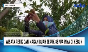 Petik dan Makan Jeruk Sepuasnya, Coba Datang ke Tempat ini