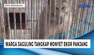 Masuk ke Area Pemukiman, Warga Saguling Tangkap Monyet Ekor Panjang