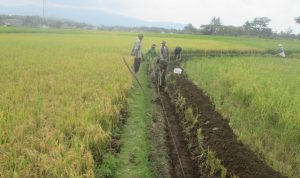 LBH SPP Siap Garap Aduan Petani Soal Kisruh Pupuk Bersubsidi di Garut