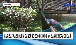 Hari Satwa Sedunia, Bandung Zoo Kehadiran 2 Anak Burung Merak