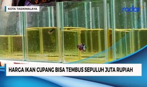 Harga Ikan Cupang Bisa Mencapai 10 Juta Rupiah