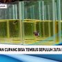 Harga Ikan Cupang Bisa Mencapai 10 Juta Rupiah