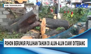 Pohon Berusia Puluhan Tahun di Ciamis Ditebang