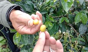 Kopi Biji Kuning Banyak Dibudidayakan di Desa Margamulya