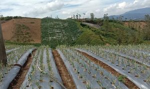 Lahan Miring di Pasirwangi Masih Ditanami Sayuran