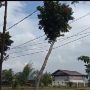 Kabel Telkom Ditimpa Pohon, Nyaris Putus