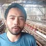 Peternak Ayam Petelur Kewalahan Harga Pakan Naik