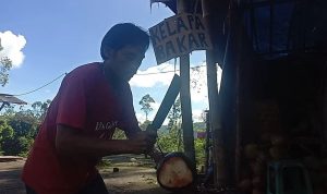 Khasiat Kelapa Bakar Diyakini Bisa Sembuhkan Penyakit Kencing Batu