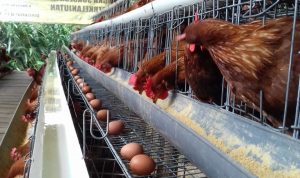 Garut Butuh Pabrik Pakan untuk Menekan Harga Telur Ayam