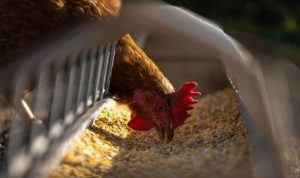 Daging Ayam Hingga Telur Bakal Naik Terus