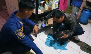 Petugas Disdamkar Garut Evakuasi Kucing Masuk Sumur