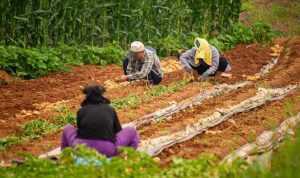 Cegah Kerugian, Petani Disarankan Ikut Asuransi Pertanian