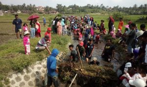 Warga Desa Sindangsari Lakukan Tradisi Ngereyek untuk Merayakan Pilkades