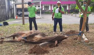 Uniga Wajibkan Panitia Kurban Harus Sudah Vaksinasi Covid-19 dan Swab Antigen