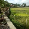 Hektaran Sawah di Leuwigoong Tak Bisa Ditanami Padi