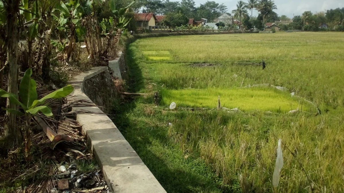 Hektaran Sawah di Leuwigoong Tak Bisa Ditanami Padi