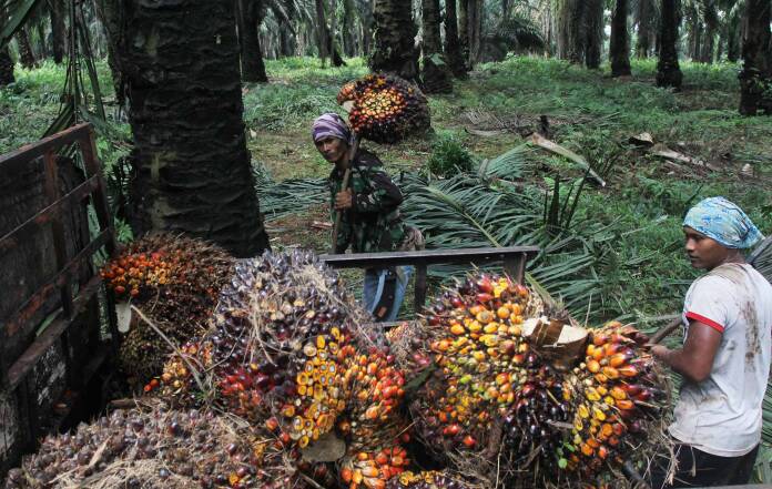 Kenaikan Harga Minyak Goreng Karena Dipicu CPO