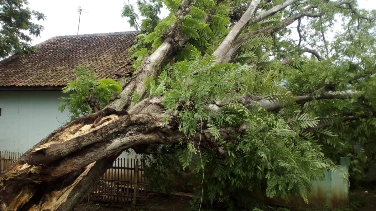 Pohon Asem Berukuran Besar Tumbang Menimpa Rumah Warga Babakanloa