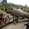 Pohon Limus Tumbang di Jalan Desa Sindangsari