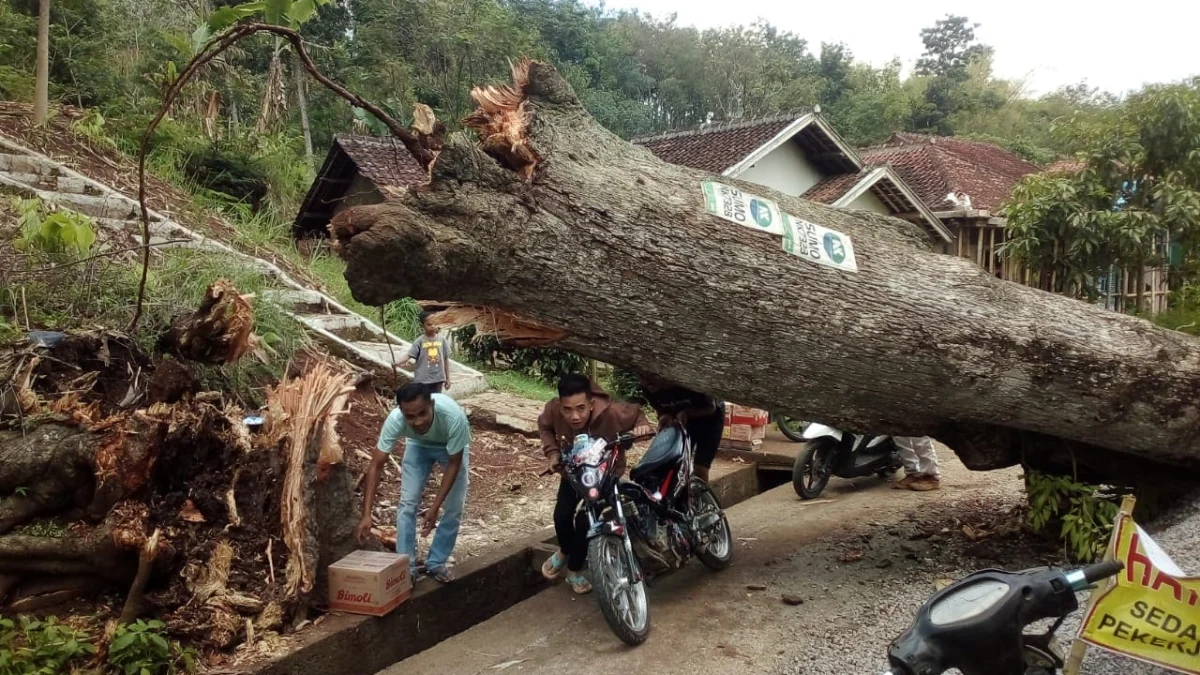 Pohon Limus Tumbang di Jalan Desa Sindangsari