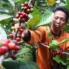 Kualitas Tanah Yang Menurun Untuk Dilakukan Penanaman Kopi Karena Perubahan Iklim Secara Drastis