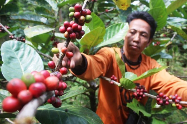 Kualitas Tanah Yang Menurun Untuk Dilakukan Penanaman Kopi Karena Perubahan Iklim Secara Drastis