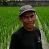 Petani Sadang di Garut Berhasil Kembangkan Mina Padi