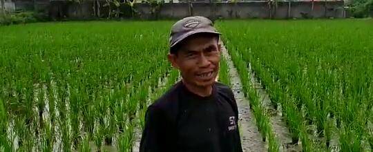 Petani Sadang di Garut Berhasil Kembangkan Mina Padi