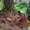 Duel dengan Babi Hutan, Kakek 65 Tahun Terkapar Mengenaskan