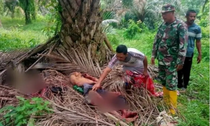 Duel dengan Babi Hutan, Kakek 65 Tahun Terkapar Mengenaskan