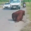 Diduga Kelaparan, Orangutan Masuk Ke Jalan Raya di Kalimantan Timur