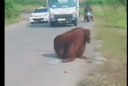 Diduga Kelaparan, Orangutan Masuk Ke Jalan Raya di Kalimantan Timur