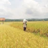 Cuaca Buruk , Petani di Kabupaten Pangandaran Terancam Gagal Panen