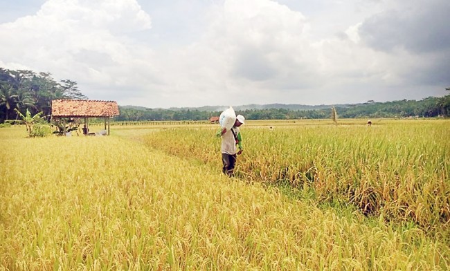 Cuaca Buruk , Petani di Kabupaten Pangandaran Terancam Gagal Panen