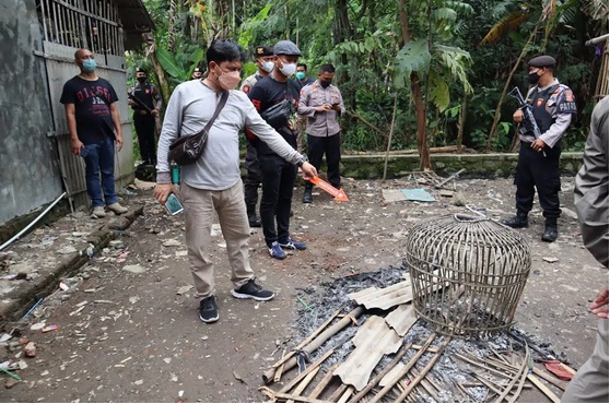 Arena Sabung Ayam di Kaliwedi Cirebon Digerebek Polisi