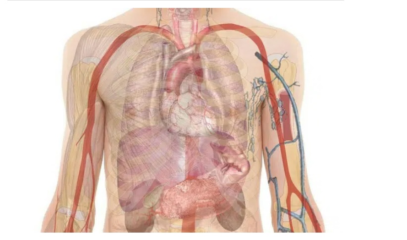 Desainer Asal Indonesia Dikabarkan Terlibat Perdagangan Organ Manusia dari Brasil