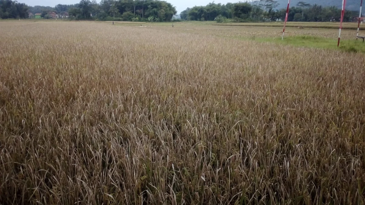 Petani Padi di Desa Leuwigoong Diserang Penyakit Tutung Daun