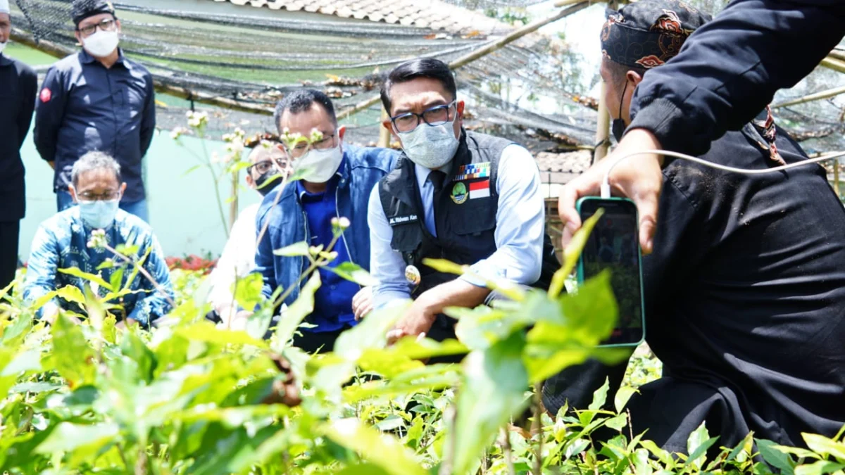 Ridwan Kamil Lepas Ekspor Kopi Asal Garut ke Belanda