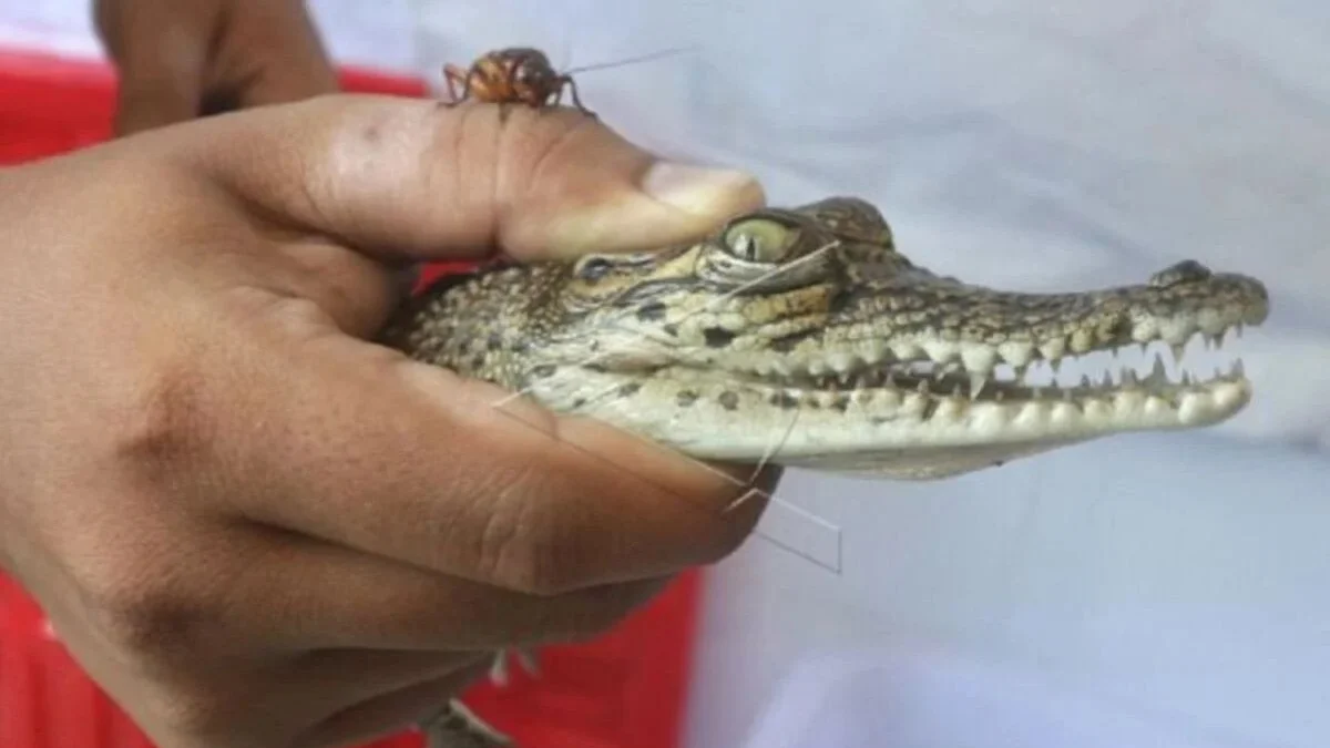 Geger, Seekor Buaya Ditemukan di Dekat Pemukiman Warga Kota Kediri