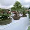 Mendongkrak Laju Perekonomian, Petani Bonsai di Cianjur Minta Pemerintah Buatkan Sentra Resmi