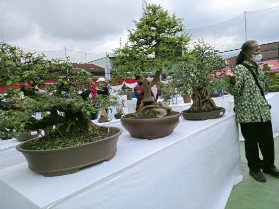 Mendongkrak Laju Perekonomian, Petani Bonsai di Cianjur Minta Pemerintah Buatkan Sentra Resmi