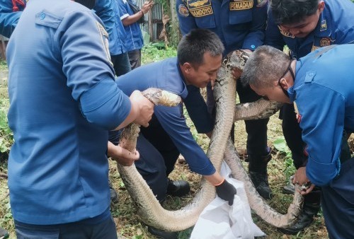 Satwa Liar Masuk ke Pemukiman Warga, Ketua Komunitas Reptil: Habitat Alamiahnya Menipis, Jangan Panik!