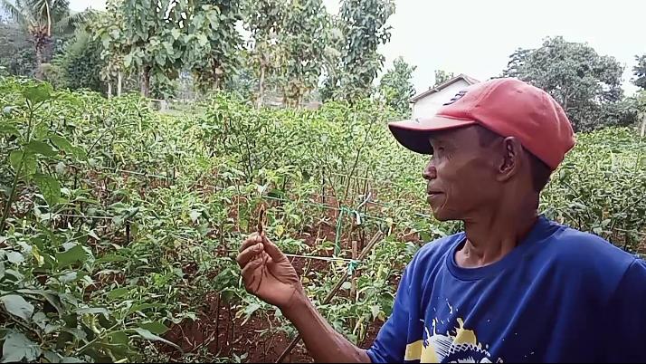 Petani Cabe di Desa Cibunar Merana Karena Gagal Panen, Buah Tiba-tiba Busuk