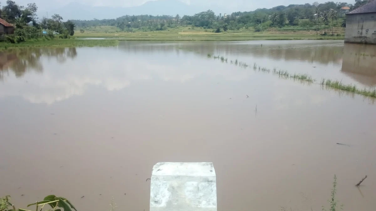 Sawah di Dekat Selokan Cibudug Kerap Direndam Banjir