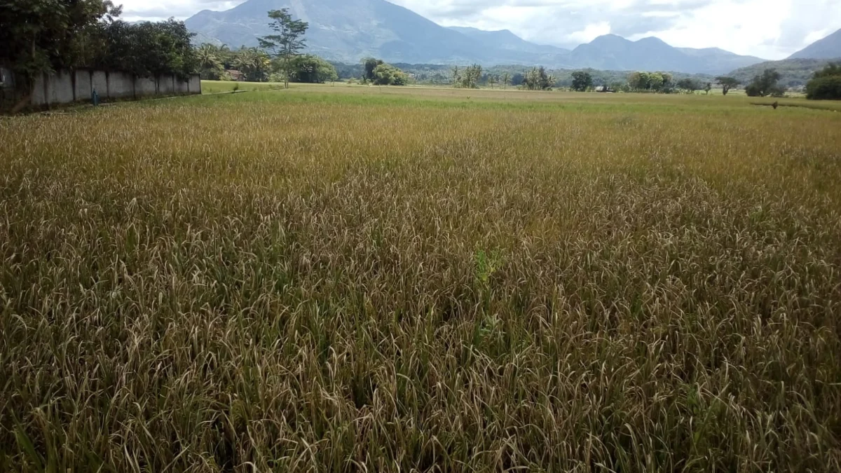 Petani Padi di Desa Cipareuan Merugi Besar Karena Penyakit Tutung Daun