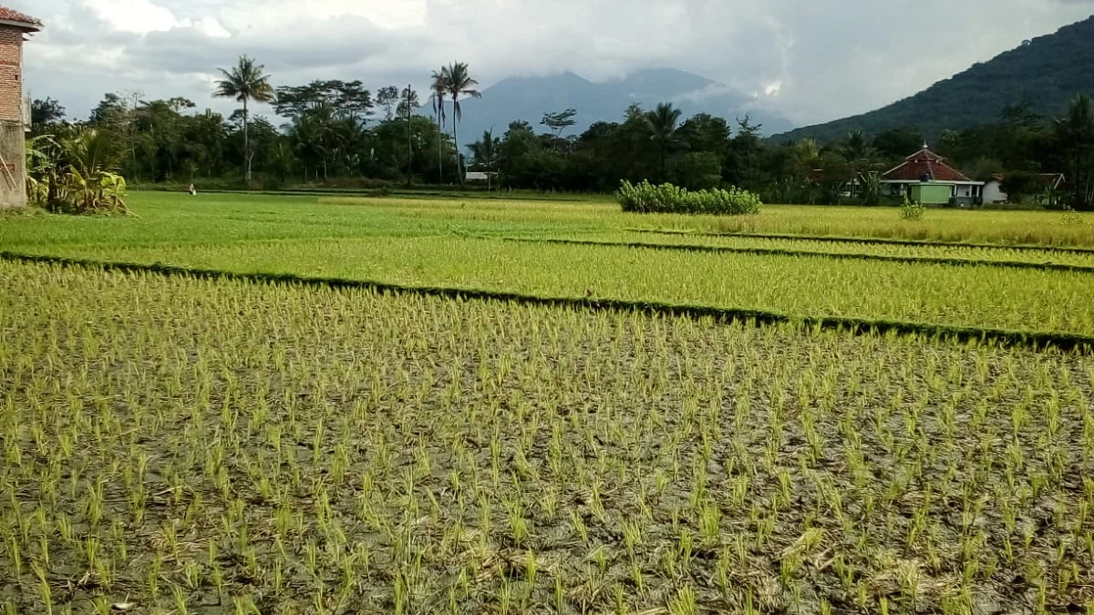 Irigasi Citameng 4 Mengering, Hektaran Sawah Terancam